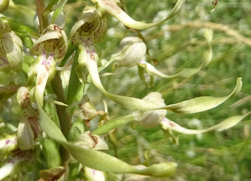 Himantoglossum hircinum